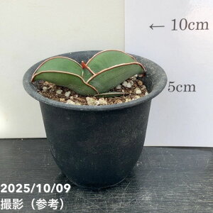 TXxA 3 oii vbϗt02-D2