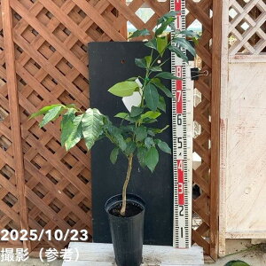 xKbg 5O|bg 2Ncbkbʎ04-PA