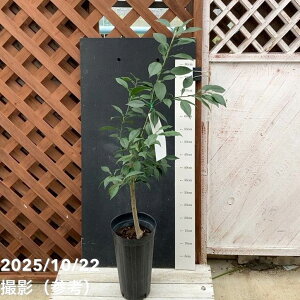 Y gQiVY gQȂMq 5O|bg 2Nbkbʎ04-PA