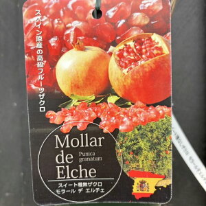 XC[gȂUN [ f G`F 4 2Nbʎ04-PA