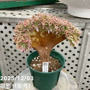 ԉAGIjE sNEBb` 4bϗt04-PA