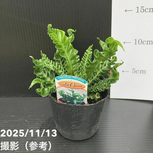 AXvjE vJ[c GCg[ 3bϗt10-TU