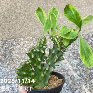 yi͂z[tHrA Lpђԉ Euphorbia neriifolia cristata variegata 3iSA5jbϗt04-PA