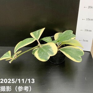 yԌXgA|Cg10{Izz J[[  3.5bϗt10-TU