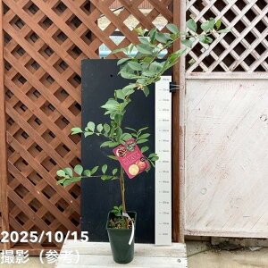 bhXgx[O@o 5Obʎ04-PA