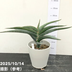 yi͂zTXxA 5 pEG vdliS159jbϗt02-D2