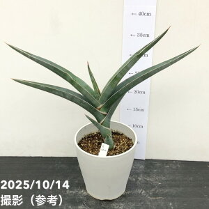 yi͂zTXxA 5 pEG vdliS160jbϗt02-D2