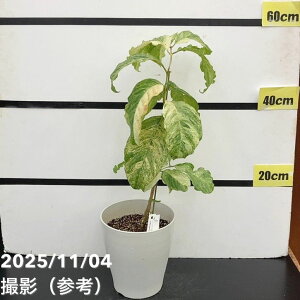 yAIi͂zR[q[̖ ArJ 6  ږؕc viS171jbϗt02-D2