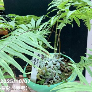 yʌzΉ^CJY 5bϗt04-PA