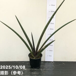 yi͂zTXxA 4 sNZiPinkcelljvdliS177jbϗt02-D2