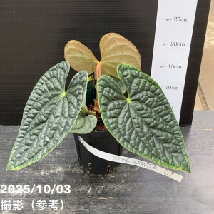 【現品お届け】アンスリウム ルクスリアンス Anthurium luxrians 4号(1)|観葉10-TU