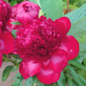 y\z䉖 VNN 7 bh`[ 2025N12{ȍ~\b10-TU