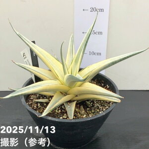 yAIi͂zTXxA 6 Xm[zCgiS179jbϗt02-D2