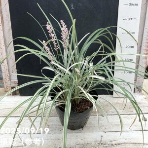 ヤブランシルバードラゴン 5号|草花04-PA