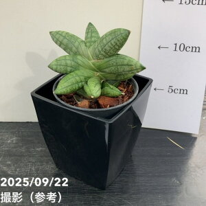 TXxA 3p }j[ Many 6-7cm|bgݎdlbϗt02-D2