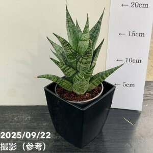 TXxA 3p G[f Ehrendel 6-7cm|bgݎdlbϗt02-D2