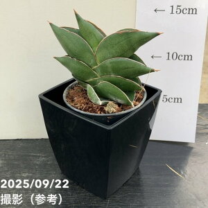 TXxA 3p roI Bilbao 6-7cm|bgݎdlbϗt02-D2