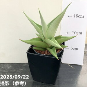 TXxA 3p ~m Milano 6-7cm|bgݎdlbϗt02-D2