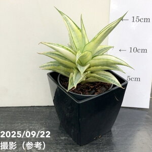 TXxA 3.5p KuG zCgoGK[^ |bgݎdlbϗt02-D2