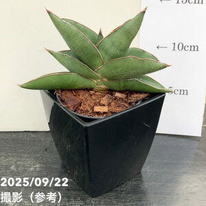 TXxA 3p IynEX Opera house 6-7cm|bgݎdlbϗt02-D2