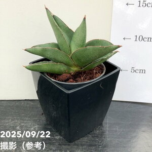 TXxA 3p mAYA[N Noah's ark 6-7cm|bgݎdlbϗt02-D2