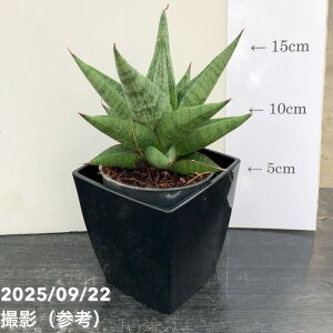 TXxA 3p Xm[[^X Snow lotus 6-7cm|bgݎdlbϗt02-D2