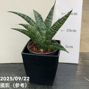 TXxA 3p p^ Pattaya 6-7cm|bgݎdlbϗt02-D2