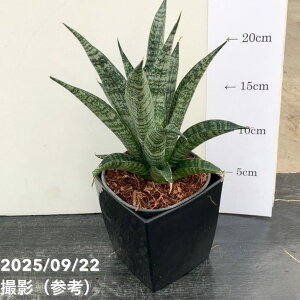 TXxA 4p p^ Pattaya 10.5cm|bgݎdlbϗt02-D2