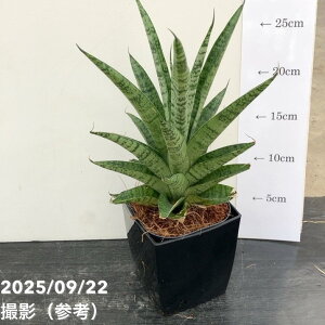 TXxA 4p [^X Lotus 10.5cm|bgݎdlbϗt02-D2