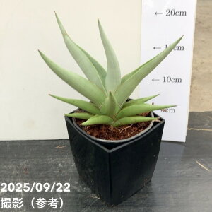 TXxA 4p `j Chanin 10.5cm|bgݎdlbϗt02-D2