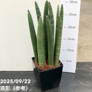 TXxA 4p LhJ 10.5cm|bgݎdlbϗt02-D2