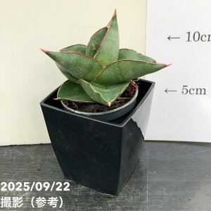 TXxA 3p IynEX Opera househ 6cm|bgݎdlbϗt02-D2