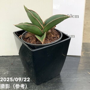 TXxA 3.5p TCh[t Samurai dwalf 9cm|bgݎdlbϗt02-D2