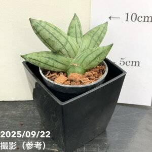 TXxA 3p }j[ Many 6cm|bgݎdlbϗt02-D2