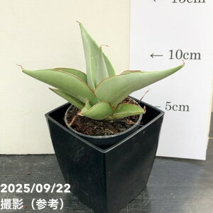 TXxA 3p ~m Milano 6cm|bgݎdlbϗt02-D2