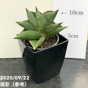 TXxA 3p roI Bilbao 6cm|bgݎdlbϗt02-D2