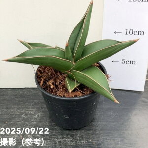 TXxA 10.5cm|bg TCh[t Samurai dwalfbϗt02-D2