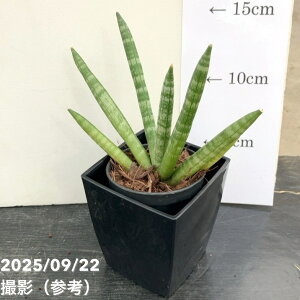 TXxA 3p {ZVX 6cm|bgݎdlbϗt02-D2