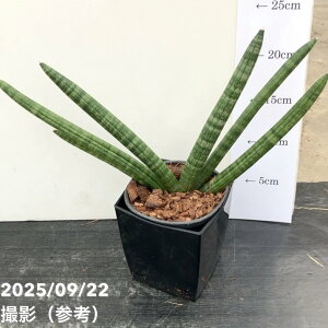 TXxA 4p {ZVX 10.5cm|bgݎdlbϗt02-D2