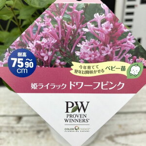 PW PCbN h[tsN 11cmO|bgbԖ04-PA