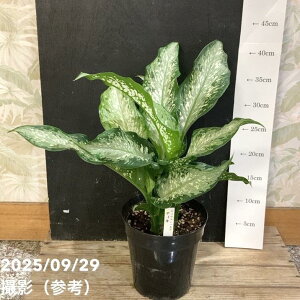 fBtFoLA eBL 5bϗt04-PA