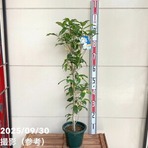 銀木犀 ギンモクセイ 6号|花木04-PA