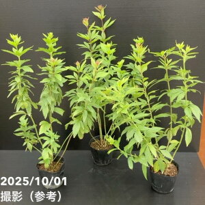 フジバカマ 3.5号 2色植え 3鉢セット|草花10-TU