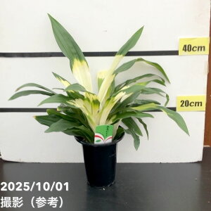 NiIgj5.5  @΁bϗt10-TU