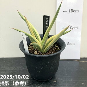 yi͂zTXxA 3.5 CNE vdliS185jbϗt02-D2