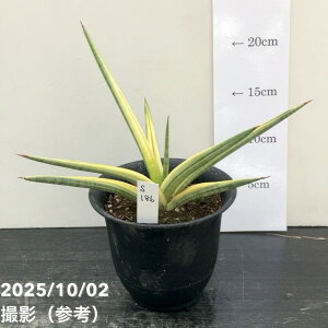 yi͂zTXxA 4 CNE vdliS186jbϗt02-D2