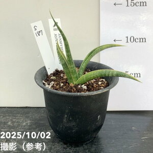 yi͂zTXxA 3 Tj[CG[ Sunny YellowiS187jbϗt02-D2