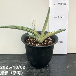 yi͂zTXxA 4 Lav.1970 iumX1970jiS188jbϗt02-D2