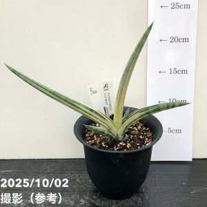 yi͂zTXxA 4 Lav.1970 iumX1970jiS190jbϗt02-D2