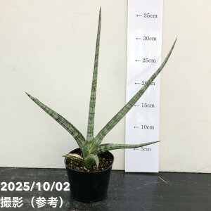 yi͂zTXxA 3.5 gCfg Trident iS192j| t02-D2